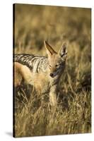 Black-Backed Jackal Eating Mouse, Chobe National Park,Botswana-Paul Souders-Stretched Canvas