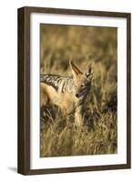 Black-Backed Jackal Eating Mouse, Chobe National Park,Botswana-Paul Souders-Framed Photographic Print