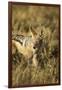 Black-Backed Jackal Eating Mouse, Chobe National Park,Botswana-Paul Souders-Framed Photographic Print