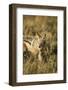 Black-Backed Jackal Eating Mouse, Chobe National Park,Botswana-Paul Souders-Framed Photographic Print