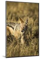 Black-Backed Jackal Eating Mouse, Chobe National Park,Botswana-Paul Souders-Mounted Photographic Print