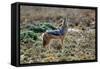 Black-Backed Jackal Howling-Alan J. S. Weaving-Framed Stretched Canvas