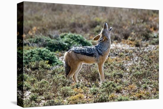 Black-Backed Jackal Howling-Alan J. S. Weaving-Stretched Canvas