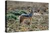 Black-Backed Jackal Howling-Alan J. S. Weaving-Stretched Canvas