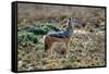 Black-Backed Jackal Howling-Alan J. S. Weaving-Framed Stretched Canvas