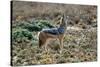 Black-Backed Jackal Howling-Alan J. S. Weaving-Stretched Canvas