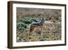 Black-Backed Jackal Howling-Alan J. S. Weaving-Framed Premium Photographic Print