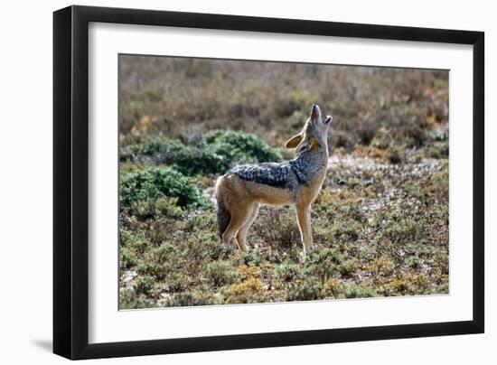 Black-Backed Jackal Howling-Alan J. S. Weaving-Framed Premium Photographic Print