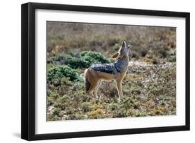 Black-Backed Jackal Howling-Alan J. S. Weaving-Framed Premium Photographic Print