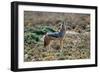 Black-Backed Jackal Howling-Alan J. S. Weaving-Framed Photographic Print