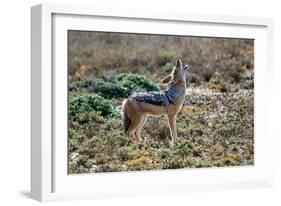 Black-Backed Jackal Howling-Alan J. S. Weaving-Framed Photographic Print