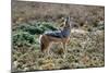 Black-Backed Jackal Howling-Alan J. S. Weaving-Mounted Photographic Print