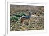 Black-Backed Jackal Howling-Alan J. S. Weaving-Framed Photographic Print