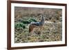 Black-Backed Jackal Howling-Alan J. S. Weaving-Framed Photographic Print