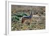 Black-Backed Jackal Howling-Alan J. S. Weaving-Framed Photographic Print