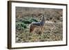 Black-Backed Jackal Howling-Alan J. S. Weaving-Framed Photographic Print