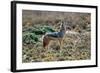 Black-Backed Jackal Howling-Alan J. S. Weaving-Framed Photographic Print