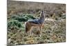 Black-Backed Jackal Howling-Alan J. S. Weaving-Mounted Photographic Print