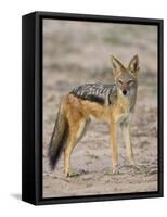 Black-Backed Jackal, Kgalagadi Transfrontier Park-James Hager-Framed Stretched Canvas