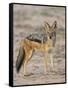 Black-Backed Jackal, Kgalagadi Transfrontier Park-James Hager-Framed Stretched Canvas