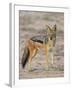 Black-Backed Jackal, Kgalagadi Transfrontier Park-James Hager-Framed Premium Photographic Print