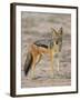 Black-Backed Jackal, Kgalagadi Transfrontier Park-James Hager-Framed Premium Photographic Print