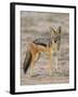 Black-Backed Jackal, Kgalagadi Transfrontier Park-James Hager-Framed Premium Photographic Print