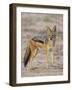 Black-Backed Jackal, Kgalagadi Transfrontier Park-James Hager-Framed Photographic Print