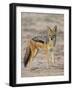 Black-Backed Jackal, Kgalagadi Transfrontier Park-James Hager-Framed Photographic Print