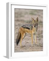 Black-Backed Jackal, Kgalagadi Transfrontier Park-James Hager-Framed Photographic Print