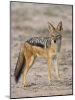 Black-Backed Jackal, Kgalagadi Transfrontier Park-James Hager-Mounted Photographic Print