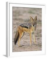 Black-Backed Jackal, Kgalagadi Transfrontier Park-James Hager-Framed Photographic Print