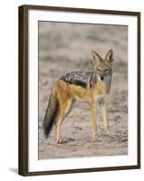 Black-Backed Jackal, Kgalagadi Transfrontier Park-James Hager-Framed Photographic Print