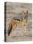 Black-Backed Jackal, Kgalagadi Transfrontier Park-James Hager-Stretched Canvas