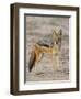 Black-Backed Jackal, Kgalagadi Transfrontier Park-James Hager-Framed Photographic Print