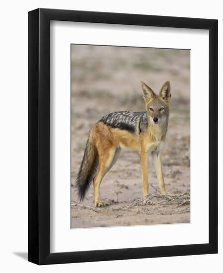 Black-Backed Jackal, Kgalagadi Transfrontier Park-James Hager-Framed Photographic Print