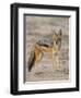 Black-Backed Jackal, Kgalagadi Transfrontier Park-James Hager-Framed Photographic Print