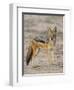 Black-Backed Jackal, Kgalagadi Transfrontier Park-James Hager-Framed Photographic Print