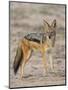 Black-Backed Jackal, Kgalagadi Transfrontier Park-James Hager-Mounted Photographic Print