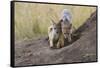 Black Backed Jackal, Masai Mara, Kenya Africa-Darrell Gulin-Framed Stretched Canvas