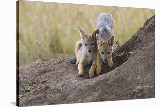 Black Backed Jackal, Masai Mara, Kenya Africa-Darrell Gulin-Stretched Canvas