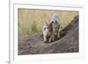 Black Backed Jackal, Masai Mara, Kenya Africa-Darrell Gulin-Framed Photographic Print