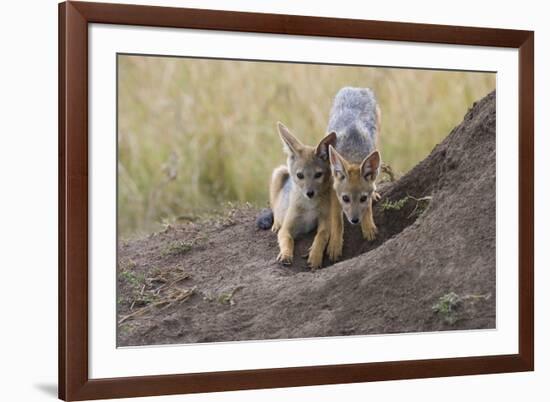 Black Backed Jackal, Masai Mara, Kenya Africa-Darrell Gulin-Framed Photographic Print