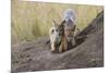 Black Backed Jackal, Masai Mara, Kenya Africa-Darrell Gulin-Mounted Photographic Print