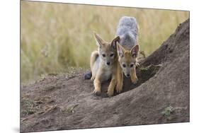 Black Backed Jackal, Masai Mara, Kenya Africa-Darrell Gulin-Mounted Photographic Print