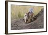 Black Backed Jackal, Masai Mara, Kenya Africa-Darrell Gulin-Framed Photographic Print