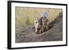 Black Backed Jackal, Masai Mara, Kenya Africa-Darrell Gulin-Framed Photographic Print