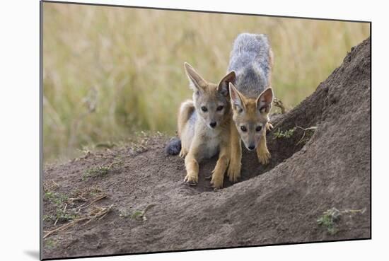 Black Backed Jackal, Masai Mara, Kenya Africa-Darrell Gulin-Mounted Photographic Print