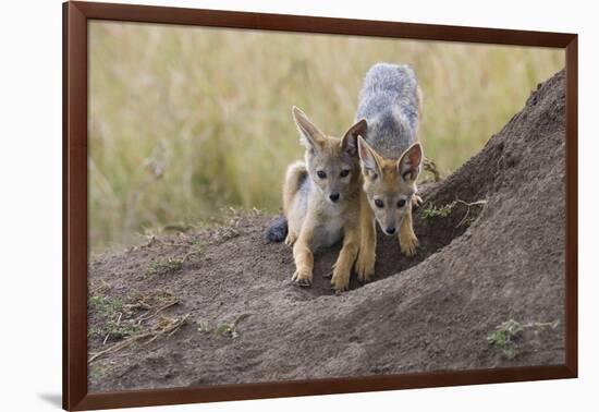 Black Backed Jackal, Masai Mara, Kenya Africa-Darrell Gulin-Framed Photographic Print