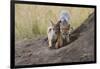 Black Backed Jackal, Masai Mara, Kenya Africa-Darrell Gulin-Framed Photographic Print